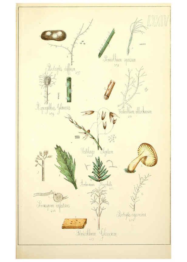 Reproducción/Reproduction 5975250506: Histoire naturelle des champignons comestibles et vénéneux Paris :C. Delagrave,1883