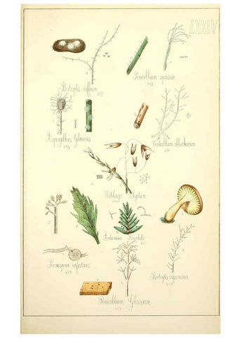 Reproducción/Reproduction 5975250506: Histoire naturelle des champignons comestibles et vénéneux Paris :C. Delagrave,1883