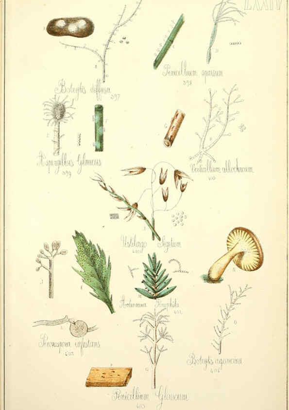 Reproducción/Reproduction 5975250506: Histoire naturelle des champignons comestibles et vénéneux Paris :C. Delagrave,1883