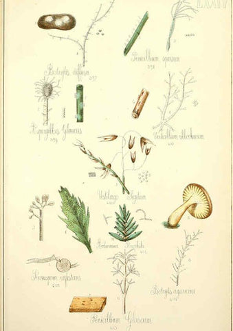 Reproducción/Reproduction 5975250506: Histoire naturelle des champignons comestibles et vénéneux Paris :C. Delagrave,1883
