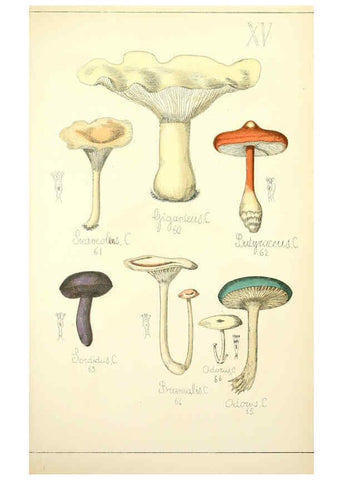 Reproducción/Reproduction 5975226402: Histoire naturelle des champignons comestibles et vénéneux Paris :C. Delagrave,1883