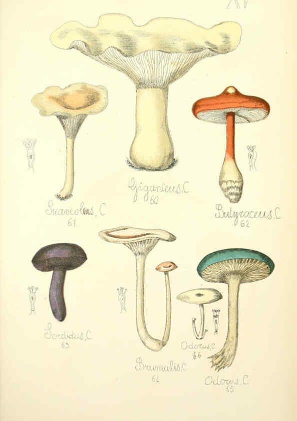 Reproducción/Reproduction 5975226402: Histoire naturelle des champignons comestibles et vénéneux Paris :C. Delagrave,1883
