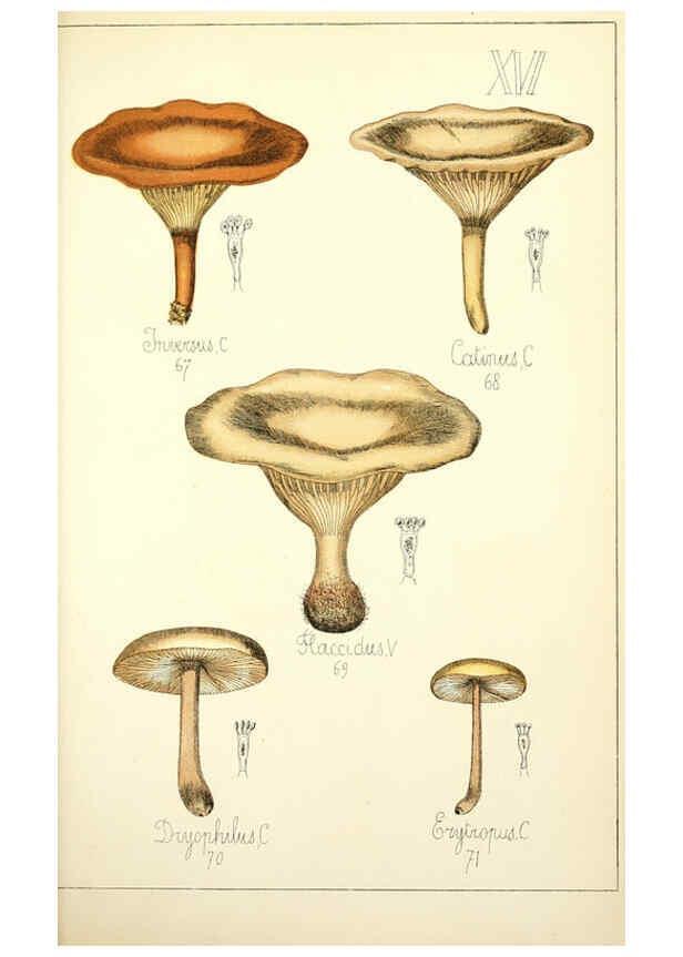 Reproducción/Reproduction 5975226840: Histoire naturelle des champignons comestibles et vénéneux Paris :C. Delagrave,1883