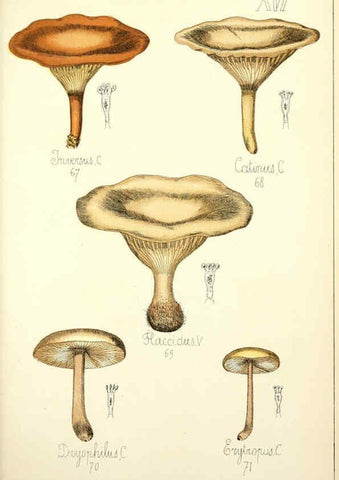Reproducción/Reproduction 5975226840: Histoire naturelle des champignons comestibles et vénéneux Paris :C. Delagrave,1883