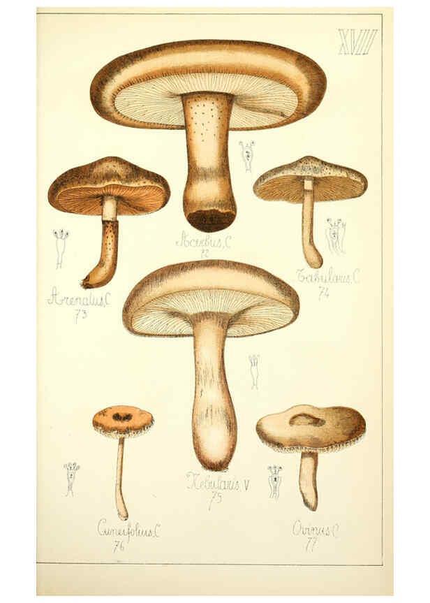 Reproducción/Reproduction 5975227476: Histoire naturelle des champignons comestibles et vénéneux Paris :C. Delagrave,1883