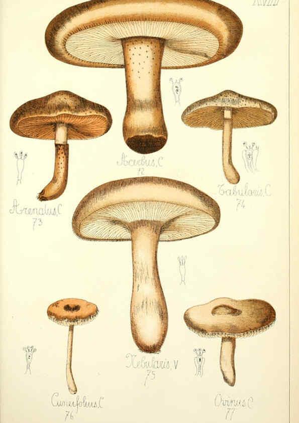 Reproducción/Reproduction 5975227476: Histoire naturelle des champignons comestibles et vénéneux Paris :C. Delagrave,1883