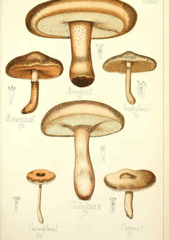 Reproducción/Reproduction 5975227476: Histoire naturelle des champignons comestibles et vénéneux Paris :C. Delagrave,1883