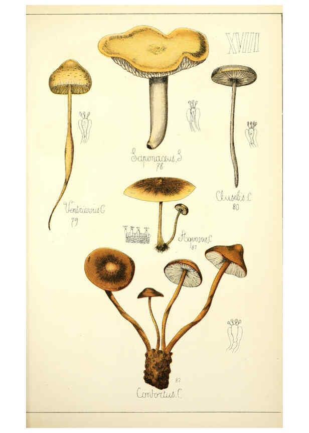 Reproducción/Reproduction 5974667719: Histoire naturelle des champignons comestibles et vénéneux Paris :C. Delagrave,1883