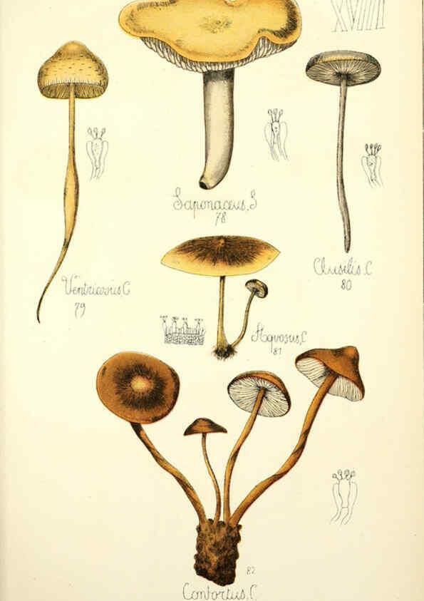 Reproducción/Reproduction 5974667719: Histoire naturelle des champignons comestibles et vénéneux Paris :C. Delagrave,1883