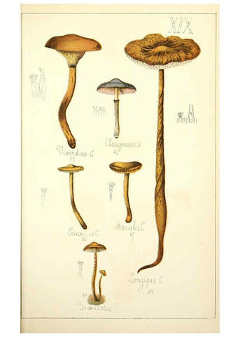 Reproducción/Reproduction 5974668401: Histoire naturelle des champignons comestibles et vénéneux Paris :C. Delagrave,1883