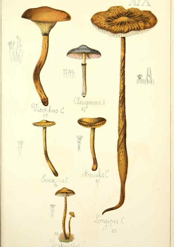 Reproducción/Reproduction 5974668401: Histoire naturelle des champignons comestibles et vénéneux Paris :C. Delagrave,1883
