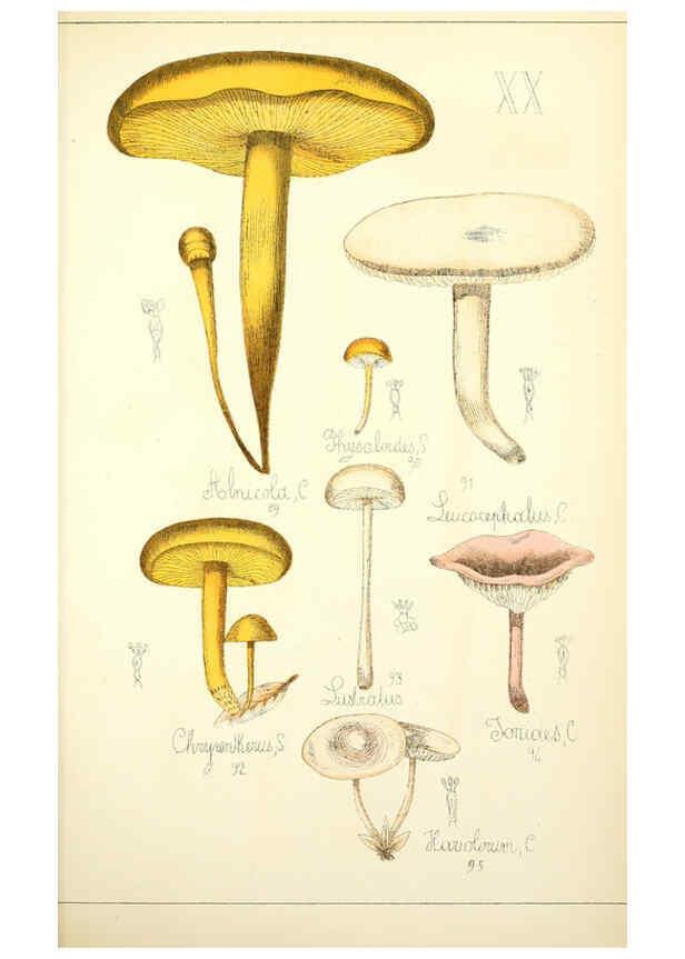 Reproducción/Reproduction 5975228858: Histoire naturelle des champignons comestibles et vénéneux Paris :C. Delagrave,1883