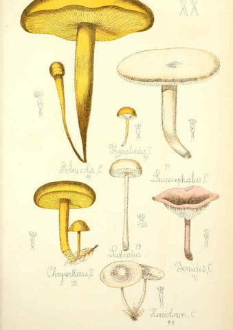 Reproducción/Reproduction 5975228858: Histoire naturelle des champignons comestibles et vénéneux Paris :C. Delagrave,1883