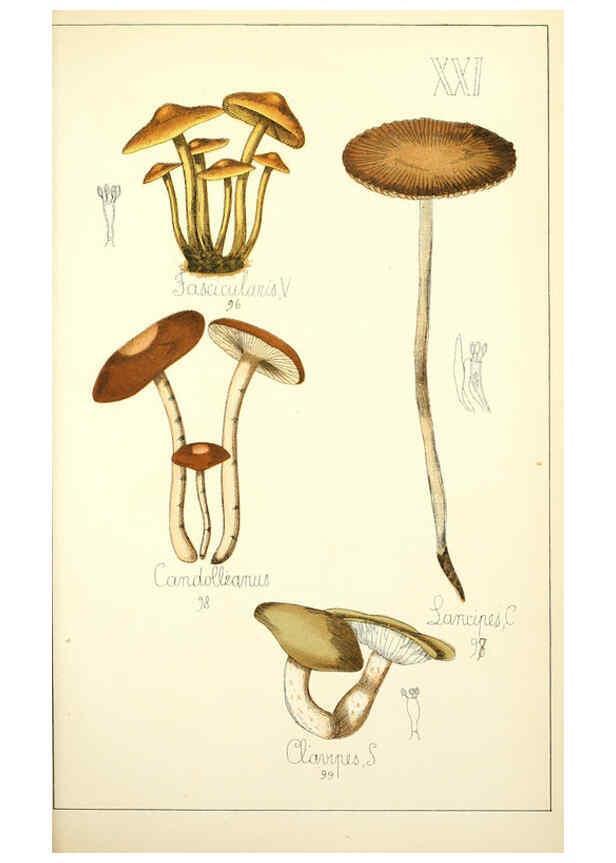 Reproducción/Reproduction 5975229328: Histoire naturelle des champignons comestibles et vénéneux Paris :C. Delagrave,1883