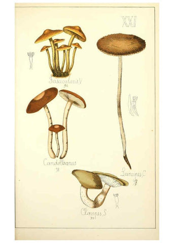 Reproducción/Reproduction 5975229328: Histoire naturelle des champignons comestibles et vénéneux Paris :C. Delagrave,1883