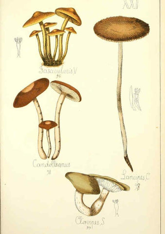 Reproducción/Reproduction 5975229328: Histoire naturelle des champignons comestibles et vénéneux Paris :C. Delagrave,1883