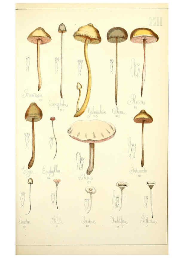 Reproducción/Reproduction 5975229596: Histoire naturelle des champignons comestibles et vénéneux Paris :C. Delagrave,1883