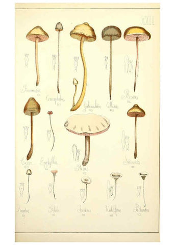 Reproducción/Reproduction 5975229596: Histoire naturelle des champignons comestibles et vénéneux Paris :C. Delagrave,1883