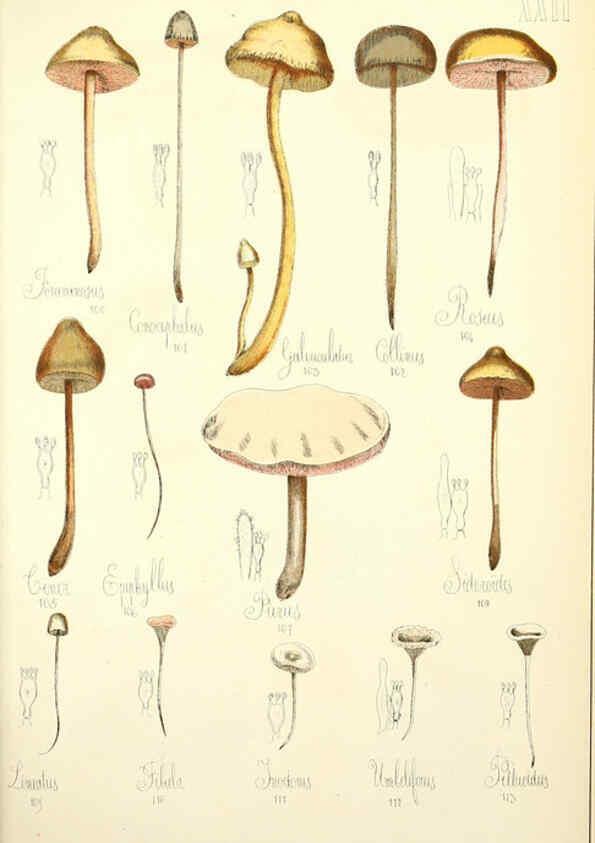 Reproducción/Reproduction 5975229596: Histoire naturelle des champignons comestibles et vénéneux Paris :C. Delagrave,1883