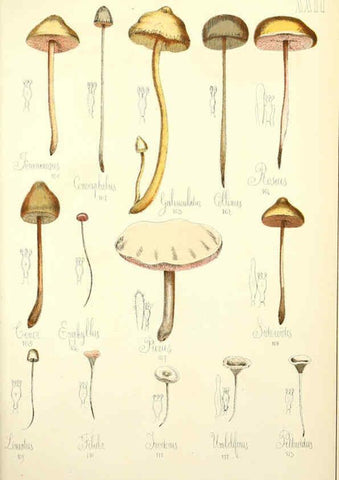 Reproducción/Reproduction 5975229596: Histoire naturelle des champignons comestibles et vénéneux Paris :C. Delagrave,1883