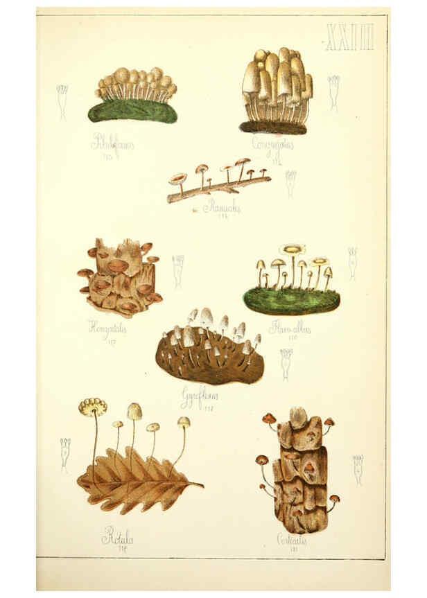 Reproducción/Reproduction 5975230032: Histoire naturelle des champignons comestibles et vénéneux Paris :C. Delagrave,1883