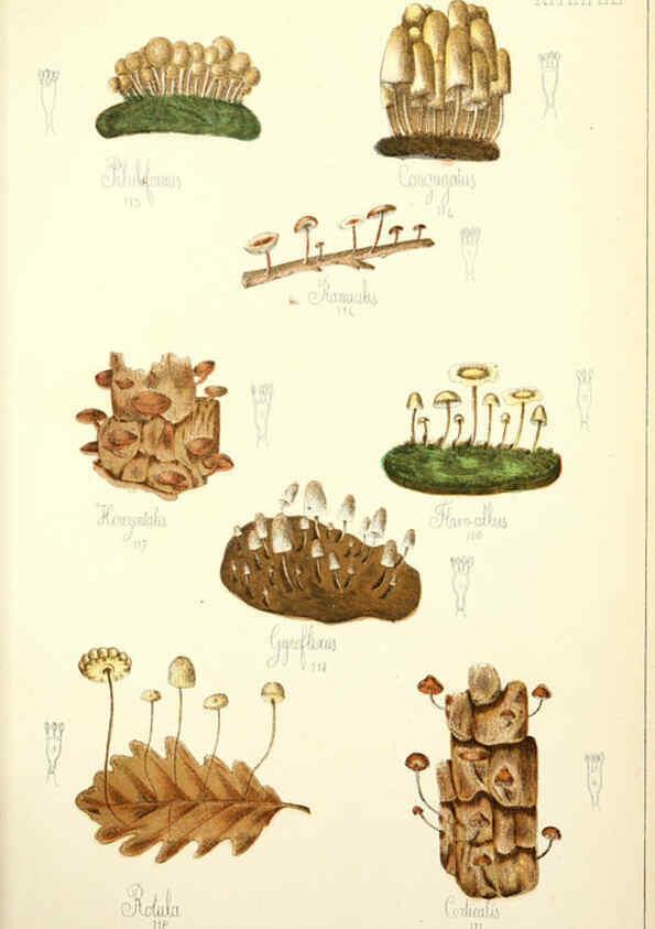 Reproducción/Reproduction 5975230032: Histoire naturelle des champignons comestibles et vénéneux Paris :C. Delagrave,1883