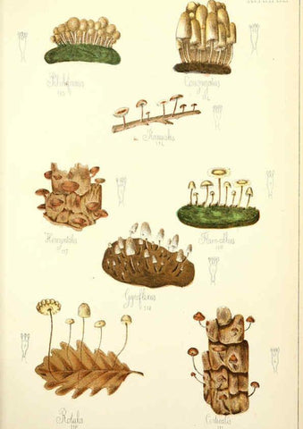 Reproducción/Reproduction 5975230032: Histoire naturelle des champignons comestibles et vénéneux Paris :C. Delagrave,1883