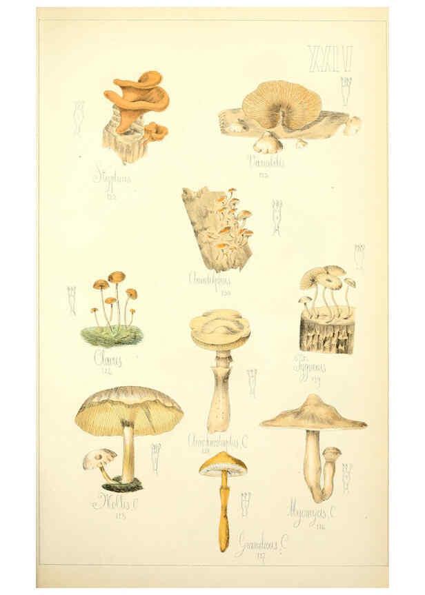 Reproducción/Reproduction 5974670291: Histoire naturelle des champignons comestibles et vénéneux Paris :C. Delagrave,1883