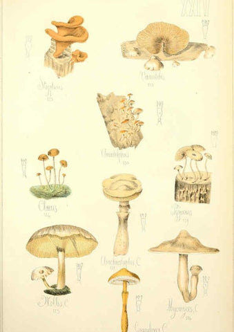 Reproducción/Reproduction 5974670291: Histoire naturelle des champignons comestibles et vénéneux Paris :C. Delagrave,1883