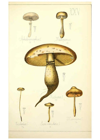 Reproducción/Reproduction 5974670547: Histoire naturelle des champignons comestibles et vénéneux Paris :C. Delagrave,1883