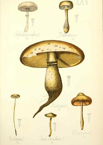 Reproducción/Reproduction 5974670547: Histoire naturelle des champignons comestibles et vénéneux Paris :C. Delagrave,1883