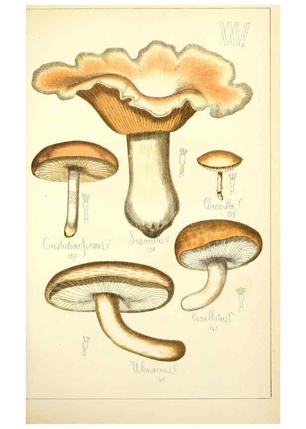 Reproducción/Reproduction 5975231074: Histoire naturelle des champignons comestibles et vénéneux Paris :C. Delagrave,1883
