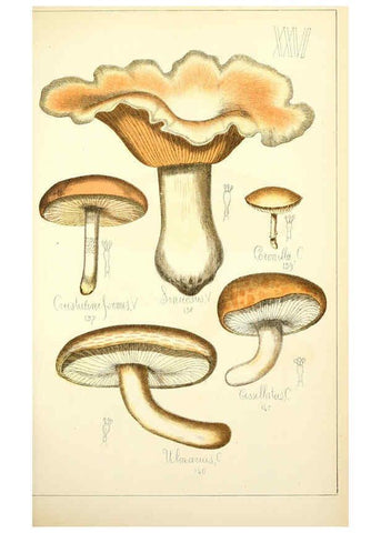 Reproducción/Reproduction 5975231074: Histoire naturelle des champignons comestibles et vénéneux Paris :C. Delagrave,1883