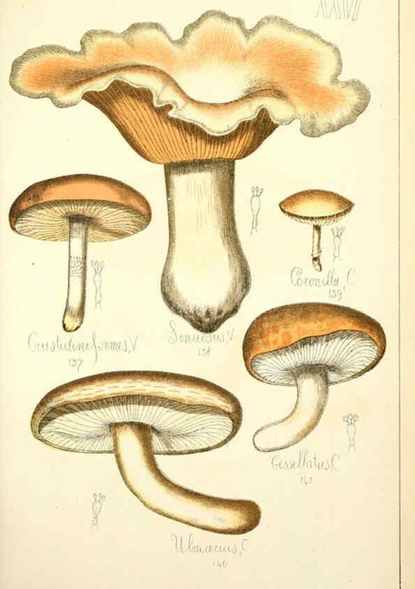 Reproducción/Reproduction 5975231074: Histoire naturelle des champignons comestibles et vénéneux Paris :C. Delagrave,1883
