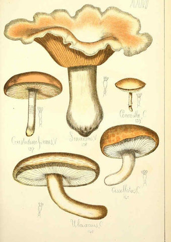 Reproducción/Reproduction 5975231074: Histoire naturelle des champignons comestibles et vénéneux Paris :C. Delagrave,1883