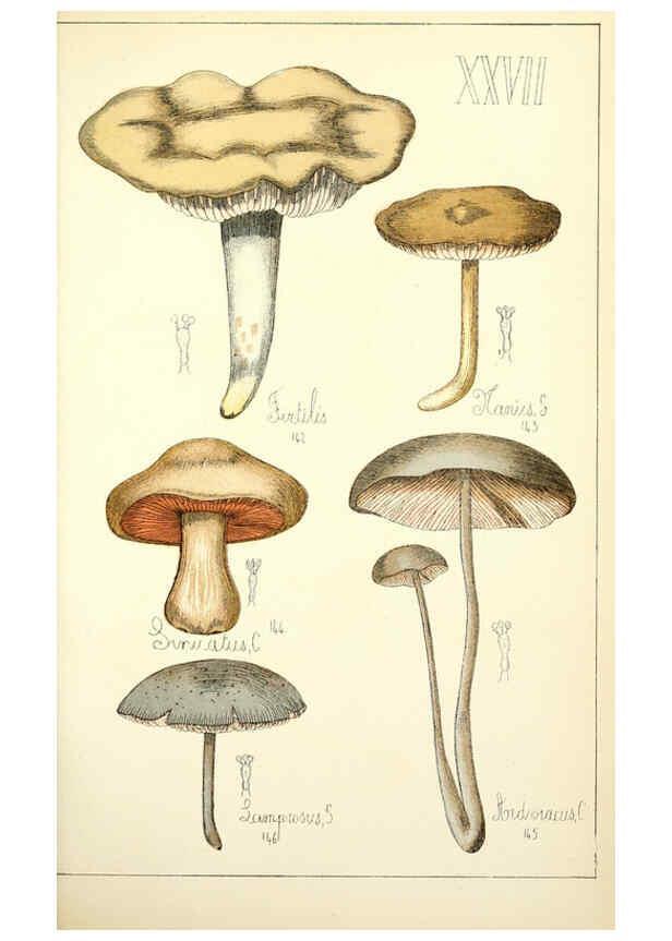 Reproducción/Reproduction 5974671299: Histoire naturelle des champignons comestibles et vénéneux Paris :C. Delagrave,1883