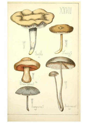 Reproducción/Reproduction 5974671299: Histoire naturelle des champignons comestibles et vénéneux Paris :C. Delagrave,1883