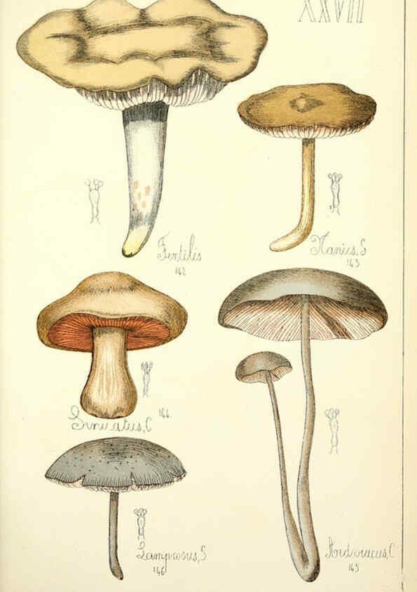 Reproducción/Reproduction 5974671299: Histoire naturelle des champignons comestibles et vénéneux Paris :C. Delagrave,1883