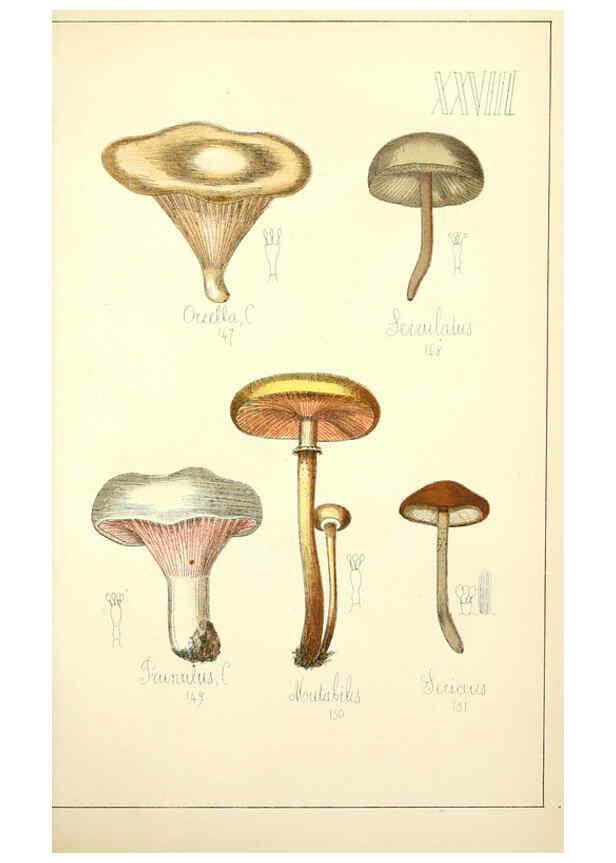 Reproducción/Reproduction 5975231924: Histoire naturelle des champignons comestibles et vénéneux Paris :C. Delagrave,1883