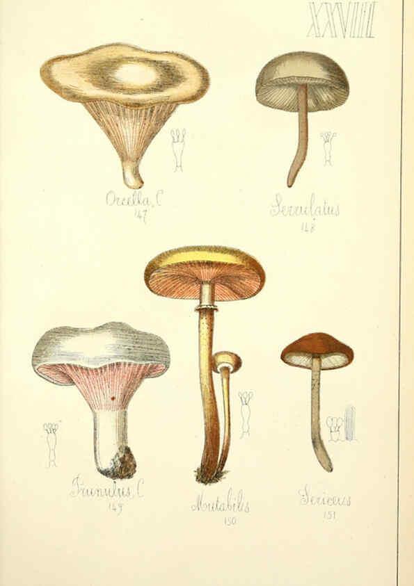 Reproducción/Reproduction 5975231924: Histoire naturelle des champignons comestibles et vénéneux Paris :C. Delagrave,1883
