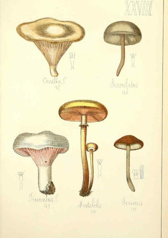 Reproducción/Reproduction 5975231924: Histoire naturelle des champignons comestibles et vénéneux Paris :C. Delagrave,1883
