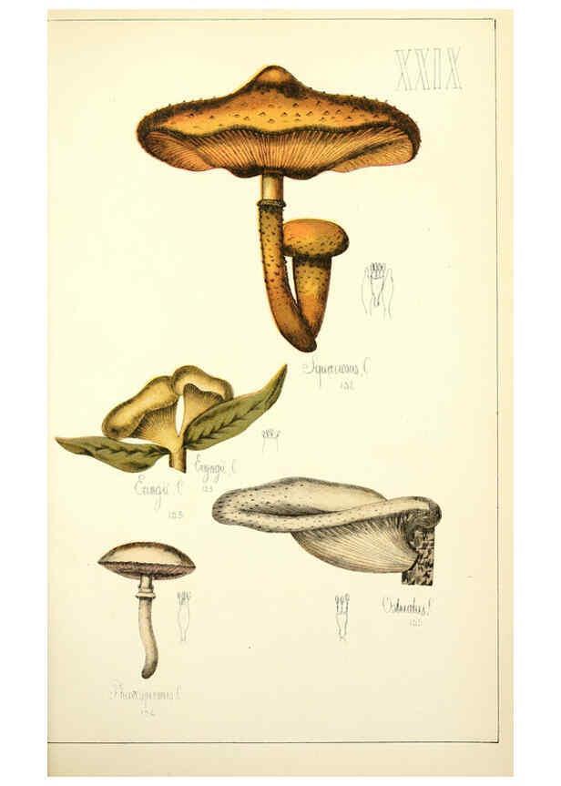 Reproducción/Reproduction 5975232580: Histoire naturelle des champignons comestibles et vénéneux Paris :C. Delagrave,1883