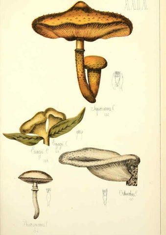 Reproducción/Reproduction 5975232580: Histoire naturelle des champignons comestibles et vénéneux Paris :C. Delagrave,1883