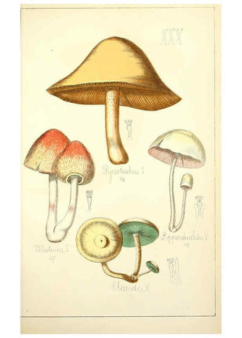 Reproducción/Reproduction 5975232848: Histoire naturelle des champignons comestibles et vénéneux Paris :C. Delagrave,1883