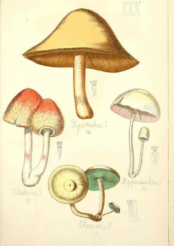 Reproducción/Reproduction 5975232848: Histoire naturelle des champignons comestibles et vénéneux Paris :C. Delagrave,1883