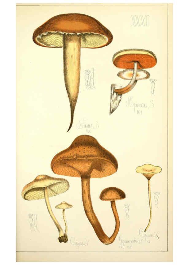 Reproducción/Reproduction 5975233126: Histoire naturelle des champignons comestibles et vénéneux Paris :C. Delagrave,1883