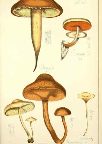 Reproducción/Reproduction 5975233126: Histoire naturelle des champignons comestibles et vénéneux Paris :C. Delagrave,1883