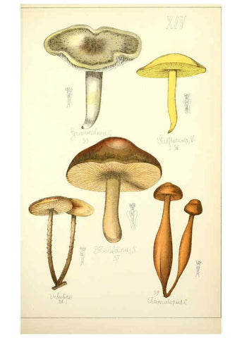 Reproducción/Reproduction 5974665827: Histoire naturelle des champignons comestibles et vénéneux Paris :C. Delagrave,1883