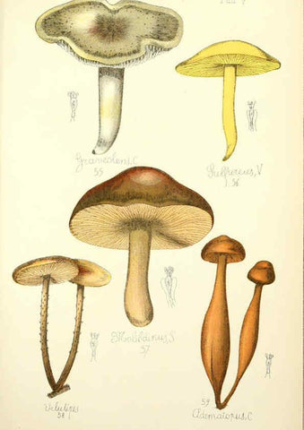 Reproducción/Reproduction 5974665827: Histoire naturelle des champignons comestibles et vénéneux Paris :C. Delagrave,1883