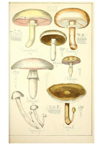 Reproducción/Reproduction 5975233544: Histoire naturelle des champignons comestibles et vénéneux Paris :C. Delagrave,1883